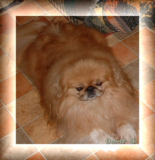 Pekingese Pinky, er ist ein Traum von einem Peking-Palasthund. Seine eigenschaften und sein verhalten lässt so manch einem Menschen dahinschmelzen
