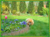 Pekingese Pinky schaut im Garten nach dem rechten