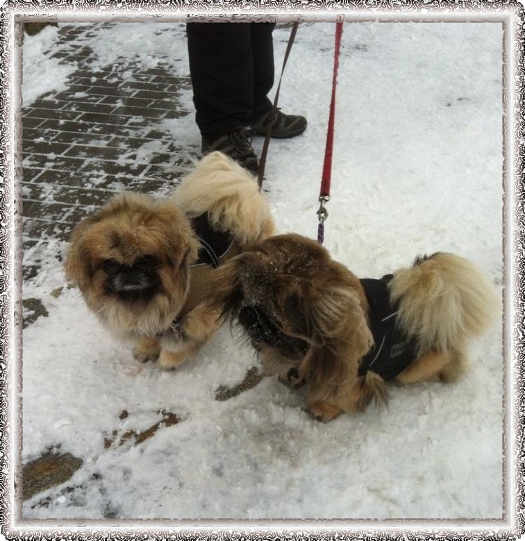 Pekinesen, Ayane mit Freundin Sina lieben den Schnee, Warm verpackt gehen sie spatzieren.